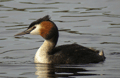 SOMORMUJO LAVANCO | Great crested grebe nesting