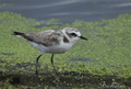 CHORLITEJO PATINEGRO | KENTISH PLOVER | Charadrius alex