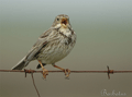TRIGUERO | CORN BUNTING | Miliaria calandra 4K