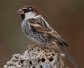 GORRIÓN MORUNO | SPANISH SPARROW | Passer hispan