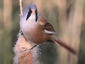 BIGOTUDO | BEARDED TIT | Panurus biarmicus