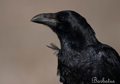 CUERVO | RAVEN | Corvus corax