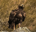 AGUILA REAL | GOLDEN EAGLE | Aquila chrysaetos 4K