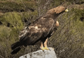 AGUILA REAL | GOLDEN EAGLE | Aquila chrysaetos