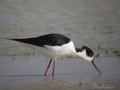 CIGÜEÑUELA | BLACK-WINGED STILT | Himantopu