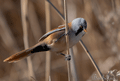 BIGOTUDO | BEARDED TIT | Panurus biarmicus
