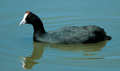 FOCHA CORNUDA | CRESTED COOT | Fulica cristata