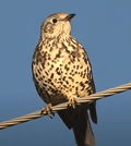 ZORZAL CHARLO | MISTLE THRUSH | Turdus viscivorus