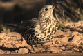 ZORZAL COMÚN | SONG THRUSH | Turdus philomelos
