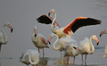 FLAMENCO COMÚN | GREATER FLAMINGO | Phoenicopter