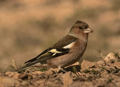 PINZÓN VULGAR | CHAFFINCH | Fringilla coelebs