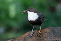 Mirlo acuático | White-throated Dipper