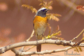Colirrojo real | Common Redstart,