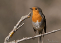 PETIRROJO | ROBIN | Erithacus rubecula
