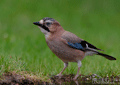 ARRENDAJO COMÚN | JAY | Garrulus glandarius