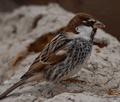 GORRIÓN MORUNO | SPANISH SPARROW | Passer hispan