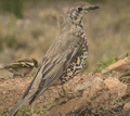 ZORZAL CHARLO | MISTLE THRUSH | Turdus viscivorus