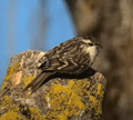 AGATEADOR EUROPEO | SHORT-TOED TREECREEPER | Certhia br