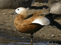 TARRO CANELO | RUDDY SHELDUCK | Tadorna ferruginea