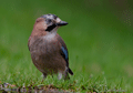 ARRENDAJO COMÚN | JAY | Garrulus glandarius