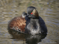 ZAMPULLIN CUELLINEGRO | BLACK-NECKED GREBE | Podiceps n