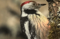 PICO MEDIANO | MIDDLE SPOTTED WOODPACHER | Dendrocopos
