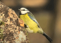 HERRERILLO COMÚN | BLUE TIT | Parus caeruleus