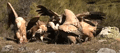 BUITRE COMÚN | GRIFFON VULTURE | Gyps fulvus
