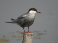FUMAREL CARIBLANCO | WHISKERED TERN | Chlidonias hydrid