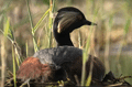 ZAMPULLIN CUELLINEGRO | BLACK-NECKED GREBE | Podiceps n