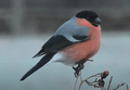 CAMACHUELO COMÚN | BULLFINCH | Pyrrhula pyrrhula