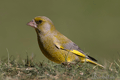 VERDERON COMÚN | GREENFINCH | Carduelis chloris