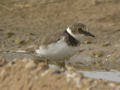 CHORLITEJO CHICO | LITTLE RINGED PLOVER | Charadrius du