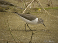 ANDARRIOS CHICO | COMMON SANDPIPER | Actitis hypoleucos