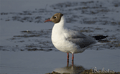 GAVIOTA REIDORA | BLACK-HEADED GULL | Larus ridibundus