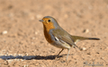 PETIRROJO | ROBIN | Erithacus rubecula