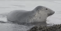 FOCA GRIS | GRAY SEAL | Halichoerus grypus