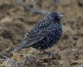 ESTORNINO PINTO | STARLING | Sturnus vulgari