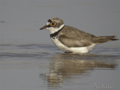 CHORLITEJO CHICO | LITTLE RINGED PLOVER | Charadrius du