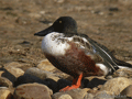PATO CUCHARA | SHOVELER | Anas clypeata