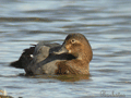 PORRÓN EUROPEO | POCHARD | Aythya ferina