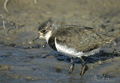 AVEFRÍA | LAPWING | Vanellus vanellus