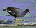 GALLINETA COMÚN | MOORHEN | Gallinula chloropus
