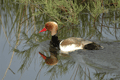 PATO COLORADO | RED-CRESTED POCHARD | Netta rufina