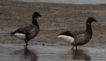 BARNACLA CARINEGRA | BRENT GOOSE | Branta bernicla