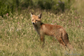 ZORRO | FOX | Vulpes vulpes