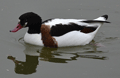 TARRO BLANCO | SHELDUCK | Tadorna tadorna