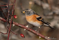 PINZÓN REAL | BRAMBLING | Fringilla montifringil