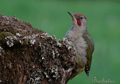 PITO REAL | GREEN WOODPECKER | Picus viridis