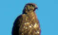 Halcón abejero ( Pernis apivorus ) Honey Buzzard